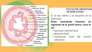 Secreción intestinal local.
Absorción local.
Contracción local del músculo
submucoso.
Es el más interno y se encuentra en la
submucosa.
Actúa controlando funciones de
segmentos de la pared interna, como lo
son:
PLEXO DE MEISSNER
(SUBMUCOSO)
 