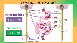 CONTROL AUTÓNOMO
 