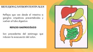 Reflejos que van desde el intestino a
ganglios simpáticos prevertebrales y
vuelven al tubo digestivo
REFLEJO GASTROCÓLICO
Son precedentes del estómago que
inducen la evacuación del colon.
REFLEJOS GASTROINTESTINALES
 