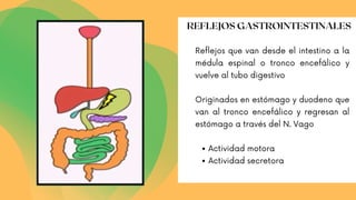 Actividad motora
Actividad secretora
Reflejos que van desde el intestino a la
médula espinal o tronco encefálico y
vuelve al tubo digestivo
Originados en estómago y duodeno que
van al tronco encefálico y regresan al
estómago a través del N. Vago
REFLEJOS GASTROINTESTINALES
 
