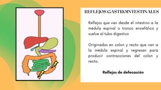 Reflejos que van desde el intestino a la
médula espinal o tronco encefálico y
vuelve al tubo digestivo
Originados en colon y recto que van a
la médula espinal y regresan para
producir contracciones del colon y
recto.
Reflejos de defecación
REFLEJOS GASTROINTESTINALES
 