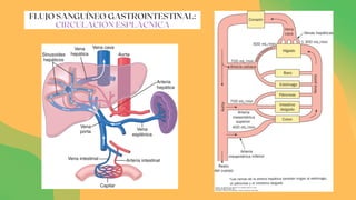 FLUJO SANGUÍNEO GASTROINTESTINAL:
CIRCULACIÓN ESPLÁCNICA
 