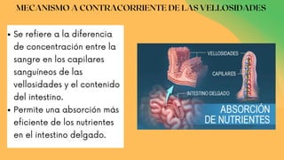 Se refiere a la diferencia
de concentración entre la
sangre en los capilares
sanguíneos de las
vellosidades y el contenido
del intestino.
Permite una absorción más
eficiente de los nutrientes
en el intestino delgado.
MECANISMO A CONTRACORRIENTE DE LAS VELLOSIDADES
 