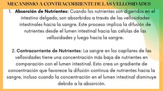 MECANISMO A CONTRACORRIENTE DE LAS VELLOSIDADES
Absorción de Nutrientes: Cuando los nutrientes son digeridos en el
intestino delgado, son absorbidos a través de las vellosidades
intestinales hacia la sangre. Este proceso implica la difusión de
nutrientes desde el lumen intestinal hacia las células de las
vellosidades y luego hacia la sangre.
1.
2. Contracorriente de Nutrientes: La sangre en los capilares de las
vellosidades tiene una concentración más baja de nutrientes en
comparación con el lumen intestinal. Esto crea un gradiente de
concentración que favorece la difusión continua de nutrientes hacia la
sangre, incluso cuando la concentración en el lumen intestinal disminuye
debido a la absorción.
 