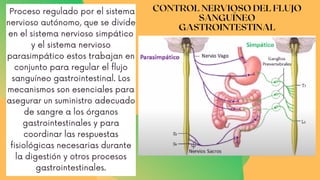 CONTROL NERVIOSO DEL FLUJO
SANGUÍNEO
GASTROINTESTINAL
Proceso regulado por el sistema
nervioso autónomo, que se divide
en el sistema nervioso simpático
y el sistema nervioso
parasimpático estos trabajan en
conjunto para regular el flujo
sanguíneo gastrointestinal. Los
mecanismos son esenciales para
asegurar un suministro adecuado
de sangre a los órganos
gastrointestinales y para
coordinar las respuestas
fisiológicas necesarias durante
la digestión y otros procesos
gastrointestinales.
 