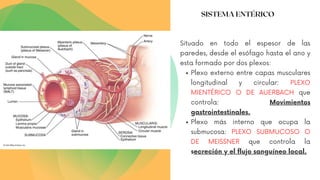 Plexo externo entre capas musculares
longitudinal y circular: PLEXO
MIENTÉRICO O DE AUERBACH que
controla: Movimientos
gastrointestinales.
Plexo más interno que ocupa la
submucosa: PLEXO SUBMUCOSO O
DE MEISSNER que controla la
secreción y el flujo sanguíneo local.
Situado en todo el espesor de las
paredes, desde el esófago hasta el ano y
esta formado por dos plexos:
SISTEMA ENTÉRICO
 