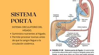 Suministra nutrientes al hígado.
Permite procesar toxinas antes
de que la sangre llegue a la
circulación sistémica.
SISTEMA CIRCULATORIO DEL
HÍGADO.
SISTEMA
PORTA
 