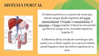 SISTEMA PORTAL
A diferencia de la circulación normal que solo
cuenta con un lecho capilar en su serie el sistema
portal hepatico tiene dos lechos capilares en su
serie.
El sistema portal es un conjunto de venas que
drenan sangre desde capilares del tracto
gastrointestinal, el hígado, la vesícula biliar, el
páncreas y el bazo (capilar 1) hacia la vena portal,
que lleva la sangre a los sinusoides hepáticos
(capilar 2)
 