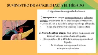 SUMINISTRO DE SANGRE HACIA EL HÍGADO
Circula el 75% a 80% de la sangre que llega al hígado.
Riega el parénquima hepático (hepatocitos)
Circula solo el 20 a 25% de la sangre que recibe el
hígado.
Se distribuye la sangre a estructuras
extraparenquimatosas.
El hígado recibe sangre de dos formas:
1) Vena porta: es sangre rica en nutrientes y pobre en
oxígeno, proveniente de los órganos gastrointestinales.
2) Arteria hepática propia: lleva sangre rica en oxígeno
desde el tronco celíaco hasta el hígado.
 