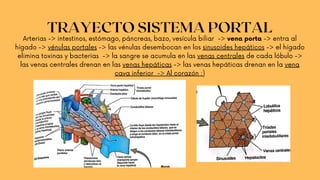 TRAYECTO SISTEMA PORTAL
Arterias -> intestinos, estómago, páncreas, bazo, vesícula biliar -> vena porta -> entra al
hígado -> vénulas portales -> las vénulas desembocan en los sinusoides hepáticos -> el hígado
elimina toxinas y bacterias -> la sangre se acumula en las venas centrales de cada lóbulo ->
las venas centrales drenan en las venas hepáticas -> las venas hepáticas drenan en la vena
cava inferior -> Al corazón :)
 