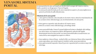 VENAS DEL SISTEMA
PORTAL
La vena porta esta formada por la vena mesentérica superior y la vena esplenica en
posición profunda al cuello del páncreas.
vena gastrica derecha: esta ubicada en el omento menor, drena la mitad derecha de
la curvatura menor del estomago y se une directamente a la vena porta
Vena gastrica izquierda: está ubicada en el omento menor
venas paraumbilicales: Drenan la pared abdominal anterior alrededor del ombligo.
Las venas tienen una trayectoria dentro del ligamento redondo del hígado
directamente hacia la vena portal. Las venas paraumbilicales se anastomosan con
ramas de las venas epigástricas superior e inferior.
Vena esplenica: drena al bazo, recibe la VMI y sus tributarias (Vena cólica izquierda,
venas sigmoideas, vena rectal superior), también recibe venas pancreáticas
Vena gastroomental izquierda: drena la porción izquierda de la curvatura mayor del
estomago
La vena portal es la vena principal y es donde toda la sangre del intestino anterior,
medio y posterior se dirige para ir hacia el higado.
Tributarias de la vena portal:
y drena la curvatura menor del estomago y el esófago distal.
 