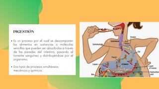 DIGESTIÓN
Es un proceso por el cual se descomponen
los alimentos en sustancias o moléculas
sencillas que pueden ser absorbidas a través
de las paredes del intestino, pasando al
torrente sanguíneo y distribuyéndose por el
organismo.
Dos tipos de procesos simultáneos:
mecánicos y químicos.
 