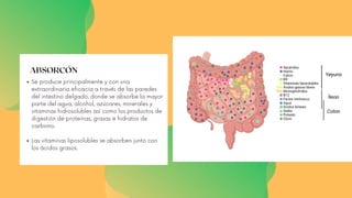 ABSORCÓN
Se produce principalmente y con una
extraordinaria eficacia a través de las paredes
del intestino delgado, donde se absorbe la mayor
parte del agua, alcohol, azúcares, minerales y
vitaminas hidrosolubles así como los productos de
digestión de proteínas, grasas e hidratos de
carbono.
Las vitaminas liposolubles se absorben junto con
los ácidos grasos.
 