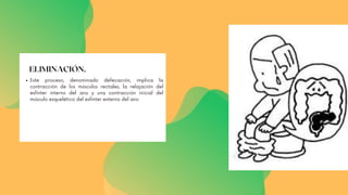 ELIMINACIÓN.
Este proceso, denominado defecación, implica la
contracción de los músculos rectales, la relajación del
esfínter interno del ano y una contracción inicial del
músculo esquelético del esfínter externo del ano
 