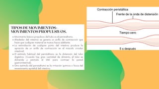 TIPOS DE MOVIMIENTOS-
MOVIMIENTOS PROPULSIVOS.
Movimiento básico propulsivo del tubo es el peristaltismo.
Alrededor del intestino se genera un anillo de contracción que
hace que cualquier material se mueva hacia adelante.
La estimulación de cualquier punto del intestino produce la
apración de un anillo de contracción en el músculo circular
intestinal.
El estímulo habitual del peristaltismo es la distensión del tubo
digestivo. (Cuando hay gran cantidad de alimento, el tubo se
distiende y estimula al SNE para contraer la pared
gastrointestinal).
Otro estímulo del peristaltismo es la irritación química o física del
revestimiento epitelial del intestino.
 
