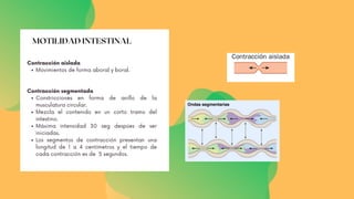 MOTILIDAD INTESTINAL
Movimientos de forma aboral y boral.
Constricciones en forma de anillo de la
musculatura circular.
Mezcla el contenido en un corto tramo del
intestino.
Máxima intensidad 30 seg despúes de ser
iniciadas.
Los segmentos de contracción presentan una
longitud de 1 a 4 centímetros y el tiempo de
cada contracción es de 5 segundos.
Contracción aislada
Contracción segmentada
 