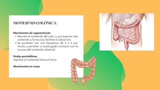 MOTILIDAD COLÓNICA.
Mezclan el contenido del colon y, por exponer más
contenido a la mucosa, facilitan la absorción.
Se producen con una frecuencia de 3 ó 4 por
minuto y permiten un prolongado contacto con la
mucosa del contenido intestinal.
Movimientos de segmentación
Ondas peristálticas
Impulsan el contenido hacia el recto.
Movimientos en masa
 