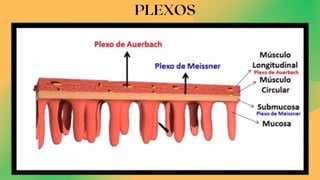 PLEXOS
PLEXOS
 