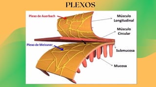 PLEXOS
PLEXOS
 