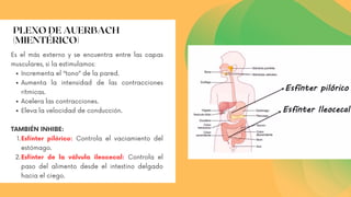 Incrementa el “tono” de la pared.
Aumenta la intensidad de las contracciones
rítmicas.
Acelera las contracciones.
Eleva la velocidad de conducción.
Esfínter pilórico: Controla el vaciamiento del
estómago.
Esfínter de la válvula ileocecal: Controla el
paso del alimento desde el intestino delgado
hacia el ciego.
Es el más externo y se encuentra entre las capas
musculares, si la estimulamos:
TAMBIÉN INHIBE:
1.
2.
PLEXO DE AUERBACH
(MIENTÉRICO)
 