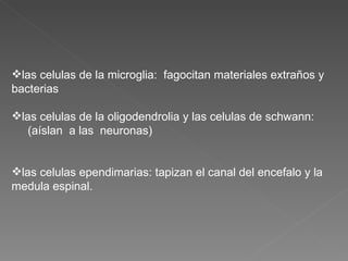 las celulas de la microglia:  fagocitan materiales extraños y bacterias las celulas de la oligodendrolia y las celulas de schwann:  (aíslan  a las  neuronas) las celulas ependimarias: tapizan el canal del encefalo y la medula espinal. 