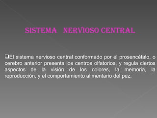 SISTEMA  NERVIOSO CENTRAL El sistema nervioso central conformado por el prosencéfalo, o cerebro anterior presenta los centros olfatorios, y regula ciertos aspectos de la visión de los colores, la memoria, la reproducción, y el comportamiento alimentario del pez. 