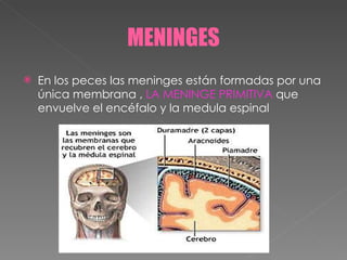 MENINGES En los peces las meninges están formadas por una única membrana ,  LA MENINGE PRIMITIVA  que envuelve el encéfalo y la medula espinal 