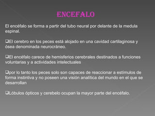 ENCEFALO El encéfalo se forma a partir del tubo neural por delante de la medula espinal. El cerebro en los peces está alojado en una cavidad cartilaginosa y ósea denominada neurocráneo. El encéfalo carece de hemisferios cerebrales destinados a funciones voluntarias y a actividades intelectuales por lo tanto los peces solo son capaces de reaccionar a estímulos de forma instintiva y no poseen una visión analítica del mundo en el que se desarrollan Lóbulos ópticos y cerebelo ocupan la mayor parte del encéfalo.  