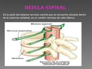 MEDULA ESPINAL Es la parte del sistema nervioso central que se encuentra ubicada dentro de la columna vertebral, es un cordón nervioso de color blanco.  