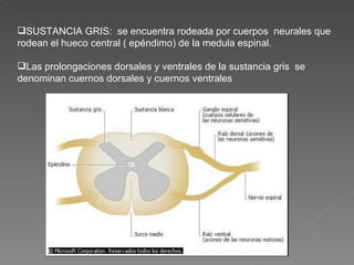 SUSTANCIA GRIS:  se encuentra rodeada por cuerpos  neurales que rodean el hueco central ( epéndimo) de la medula espinal. Las prolongaciones dorsales y ventrales de la sustancia gris  se denominan cuernos dorsales y cuernos ventrales  