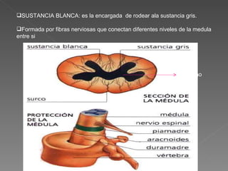 SUSTANCIA BLANCA: es la encargada  de rodear ala sustancia gris. Formada por fibras nerviosas que conectan diferentes niveles de la medula entre si ependimo 