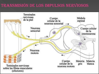 Transmisión de los impulsos nerviosos 