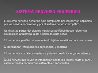 SISTEMA NERVIOSO PERIFERICO El sistema nervioso periférico está compuesto por los nervios espinales, por los nervios encefálicos y por el sistema nervioso simpático. las distintas partes del sistema nerviosos periférico hacen referencia ala posición anatómica  o ala funcion de cada nervio Los nervios periféricos inervan tanto tejidos somáticos como viscerales Transportan informaciones sensoriales  y motoras Los nervios somáticos van hasta y vienen desde los organos internos Los nervios que llevan la informacion desde los tejidos hasta el S.N.C estan formados por neuronas aferentes o sensoriales 