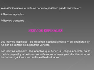 Anatómicamente  el sistema nervioso periférico puede dividirse en: Nervios espinales Nervios craneales NERVIOS ESPINALES Los nervios espinales  se disponen secuencialmente y se enumeran en funcion de la zona de la columna vertebral Los nervios espinales son aquellos que tienen su origen aparente en la médula espinal y atraviesan los orificios vertebrales para distribuirse a los territorios orgánicos a los cuales están destinados. 