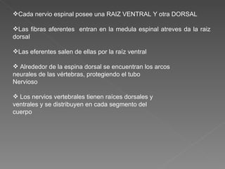 Cada nervio espinal posee una RAIZ VENTRAL Y otra DORSAL Las fibras aferentes  entran en la medula espinal atreves da la raiz dorsal Las eferentes salen de ellas por la raíz ventral Alrededor de la espina dorsal se encuentran los arcos neurales de las vértebras, protegiendo el tubo Nervioso Los nervios vertebrales tienen raíces dorsales y ventrales y se distribuyen en cada segmento del cuerpo 