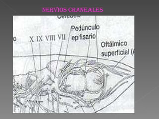 NERVIOS CRANEALES 