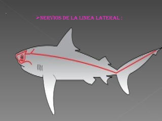 . NERVIOS DE LA LINEA LATERAL : 