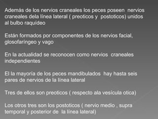 Además de los nervios craneales los peces poseen  nervios craneales dela línea lateral ( preoticos y  postoticos) unidos al bulbo raquídeo Están formados por componentes de los nervios facial, glosofaríngeo y vago En la actualidad se reconocen como nervios  craneales independientes El la mayoría de los peces mandibulados  hay hasta seis pares de nervios de la línea lateral Tres de ellos son preoticos ( respecto ala vesícula otica) Los otros tres son los postoticos ( nervio medio , supra temporal y posterior de  la línea lateral) 