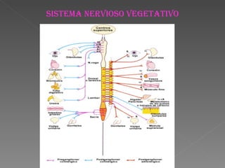 SISTEMA NERVIOSO VEGETATIVO 