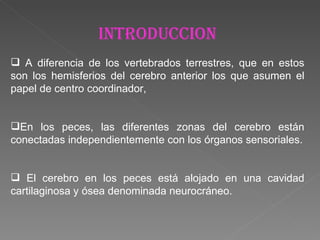 INTRODUCCION A diferencia de los vertebrados terrestres, que en estos son los hemisferios del cerebro anterior los que asumen el papel de centro coordinador,  En los peces, las diferentes zonas del cerebro están conectadas independientemente con los órganos sensoriales. El cerebro en los peces está alojado en una cavidad cartilaginosa y ósea denominada neurocráneo. 