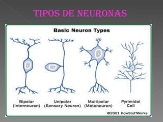 TIPOS DE NEURONAS 