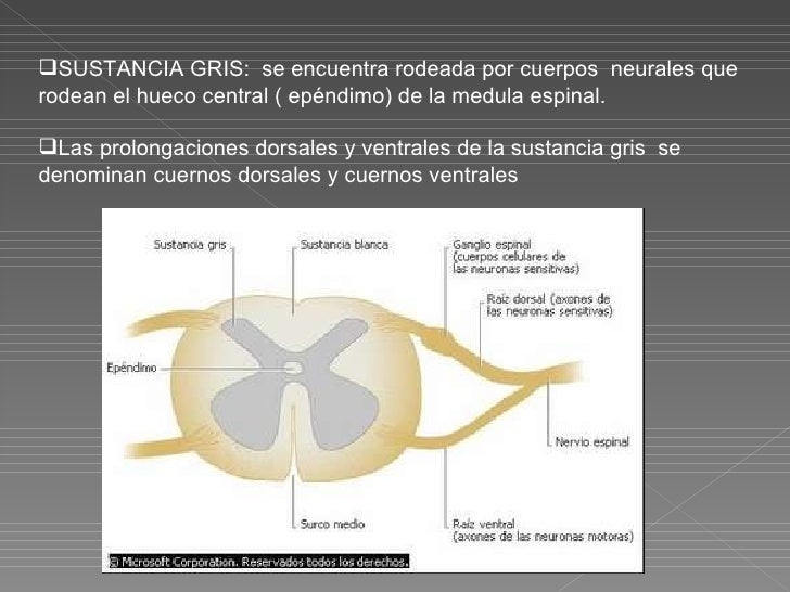 sistema nerviosos en peces