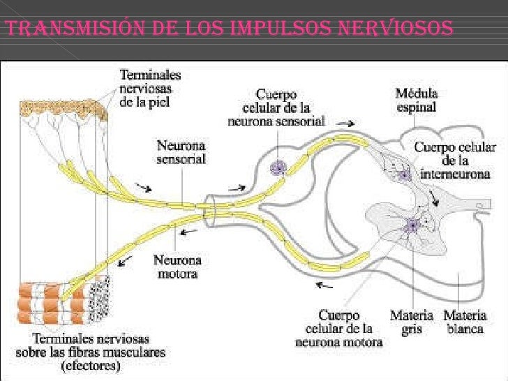 sistema nerviosos en peces