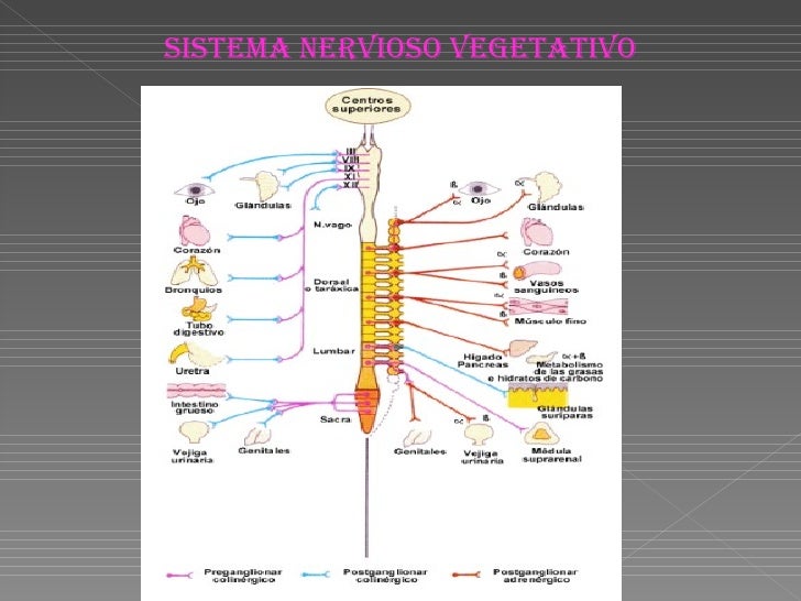 sistema nerviosos en peces