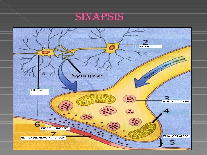 sistema nerviosos en peces
