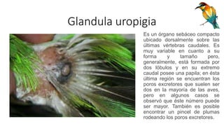 Glandula uropigia
Es un órgano sebáceo compacto
ubicado dorsalmente sobre las
últimas vértebras caudales. Es
muy variable en cuanto a su
forma y tamaño pero,
generalmente, está formada por
dos lóbulos y en su extremo
caudal posee una papila; en ésta
última región se encuentran los
poros excretores que suelen ser
dos en la mayoría de las aves,
pero en algunos casos se
observó que éste número puede
ser mayor. También es posible
encontrar un pincel de plumas
rodeando los poros excretores.
 