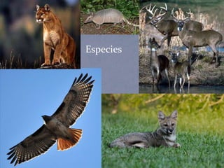 Especies
 