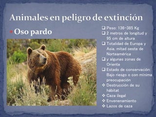  Oso pardo
 Peso: 136-385 Kg
 2 metros de longitud y
95 cm de altura
 Totalidad de Europa y
Asia, mitad oeste de
Norteamérica
 y algunas zonas de
Oriente
 Estado de conservación:
Bajo riesgo o con mínima
preocupación
 Destrucción de su
hábitat
 Caza ilegal
 Envenenamiento
 Lazos de caza
 