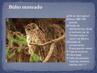  Búho moteado
 43 cm de longitud
 Peso: 690-760
gramos
 Oeste de
Norteamérica, desde
el extremo sur de
Canadá hasta el
centro de México.
 Estado de
conservación:
Preocupación menor
 Tala de bosques
 Caza ilegal
 Falta de alimento
(ratones, insectos,
reptiles, etc…)
 