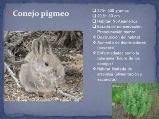  Conejo pigmeo  375- 500 gramos
 23,5- 30 cm
 Habitan Norteamérica
 Estado de conservación:
Preocupación menor
 Destrucción del hábitat
 Aumento de depredadores
(coyotes(
 Enfermedades como la
tuleramia (fiebre de los
conejos)
 Hábitat limitado de
artemisa (alimentación y
escondite)
 